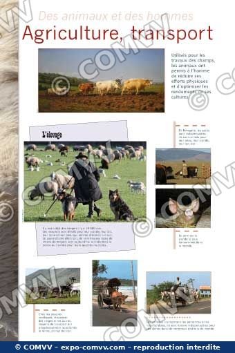 Panneau de l'exposition Des animaux et des hommes