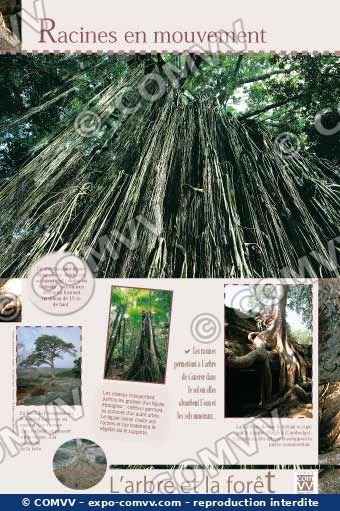 Panneau de l'exposition L'arbre et la forêt