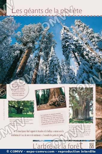 Panneau de l'exposition L'arbre et la forêt