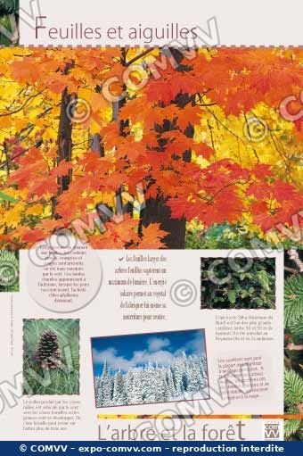 Panneau de l'exposition L'arbre et la forêt