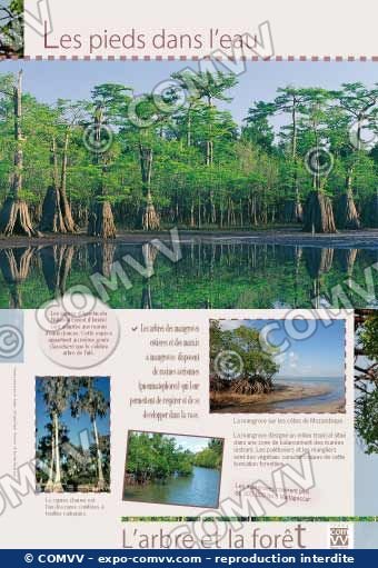 Panneau de l'exposition L'arbre et la forêt