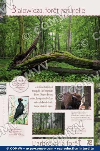 Panneau de l'exposition L'arbre et la forêt