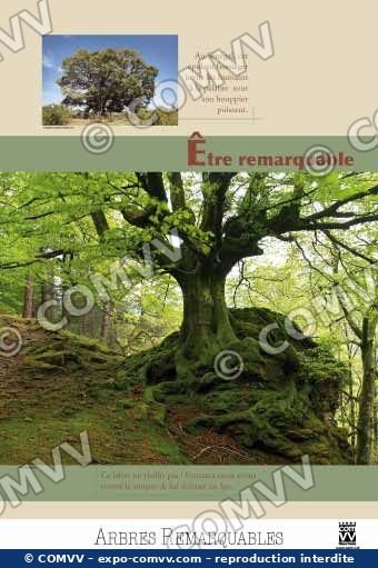 Panneau de l'exposition Arbres remarquables
