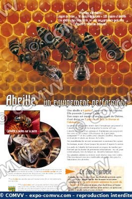 Panel de la exposición Abejas
