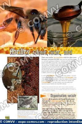 Panel de la exposición Abejas