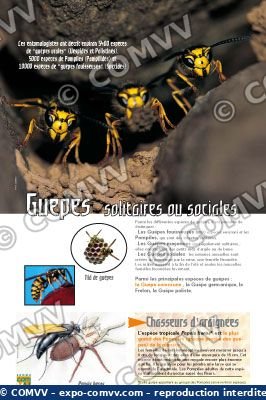 Panel de la exposición Abejas