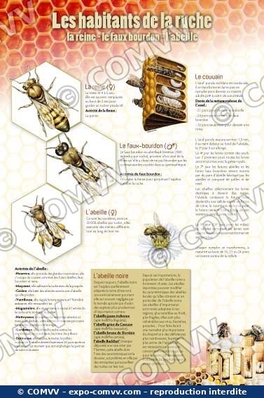 Panneau de l'exposition Apiculture et produits de la ruche