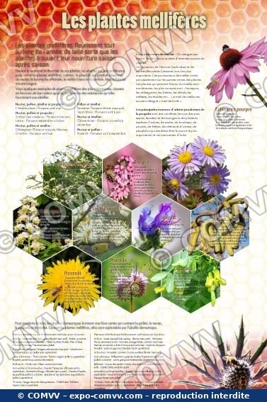 Panneau de l'exposition Apiculture et produits de la ruche