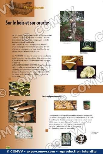 Panneau de l'exposition Champignons