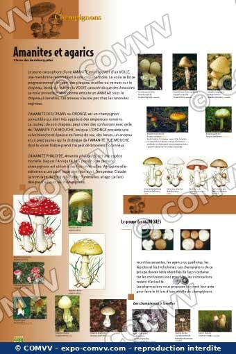 Panneau de l'exposition Champignons