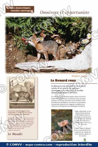 Panneau de l'exposition Chiens sauvages et domestiques