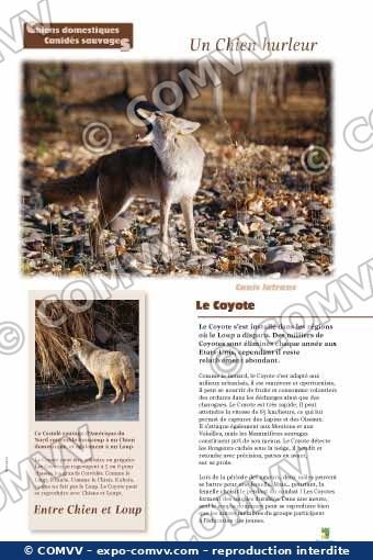 Panneau de l'exposition Chiens sauvages et domestiques