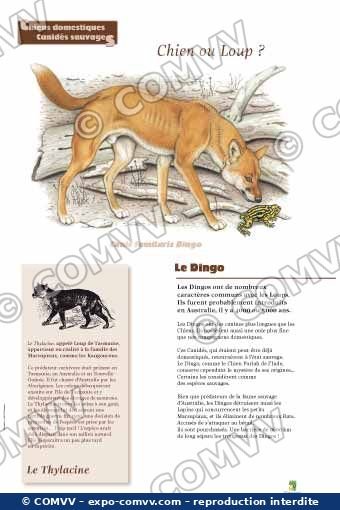 Panneau de l'exposition Chiens sauvages et domestiques