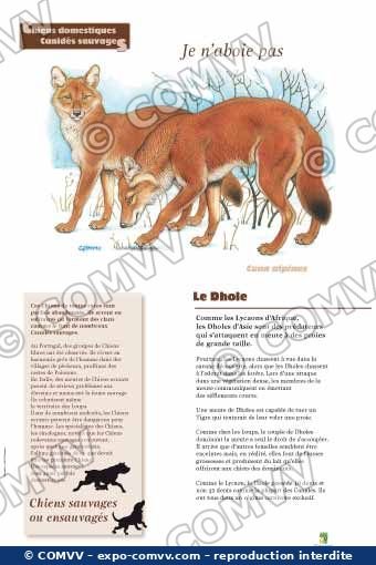 Panneau de l'exposition Chiens sauvages et domestiques
