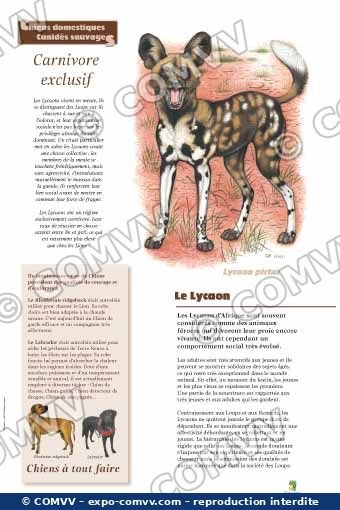 Panneau de l'exposition Chiens sauvages et domestiques