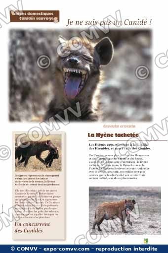 Panneau de l'exposition Chiens sauvages et domestiques