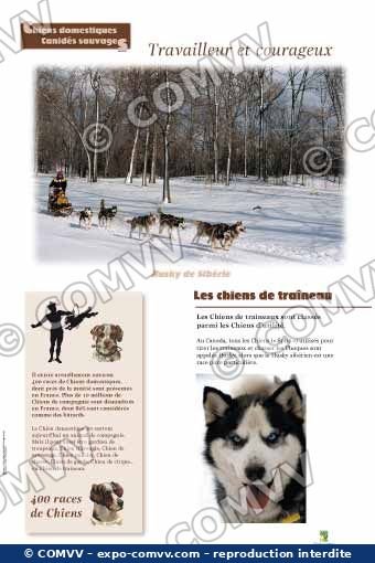 Panneau de l'exposition Chiens sauvages et domestiques