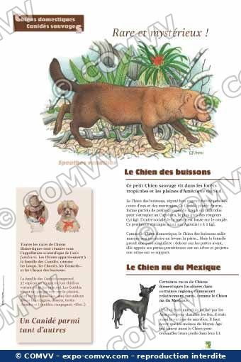 Panneau de l'exposition Chiens sauvages et domestiques