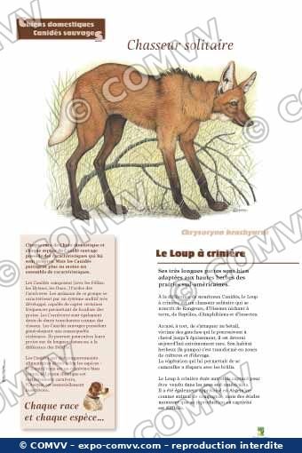 Panneau de l'exposition Chiens sauvages et domestiques