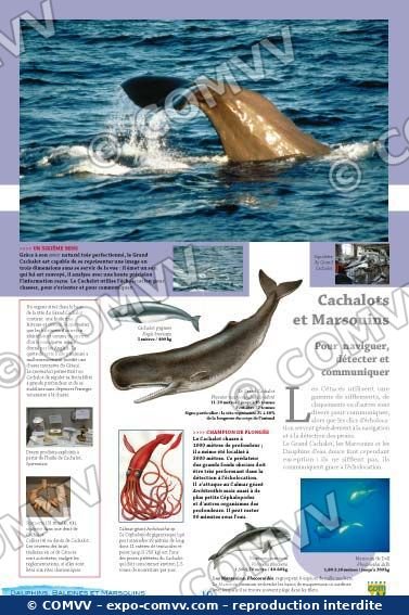 Panneau de l'exposition Dauphins Baleines Marsouins