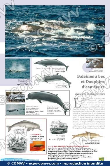 Panneau de l'exposition Dauphins Baleines Marsouins