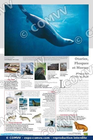 Panneau de l'exposition Dauphins Baleines Marsouins