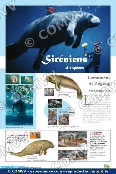 Panneau de l'exposition Dauphins Baleines Marsouins