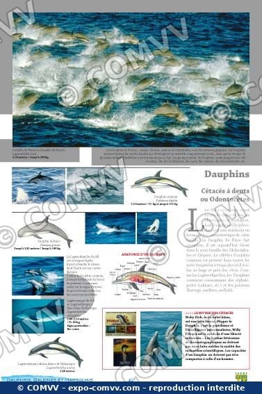 Panneau de l'exposition Dauphins Baleines Marsouins