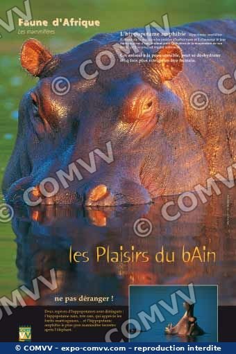 Panneau de l'exposition Faune d'Afrique