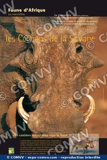Panneau de l'exposition Faune d'Afrique