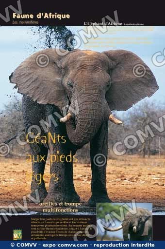 Panneau de l'exposition Faune d'Afrique