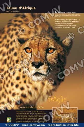 Panneau de l'exposition Faune d'Afrique