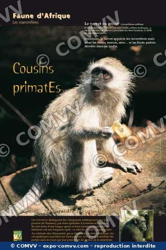 Panneau de l'exposition Faune d'Afrique