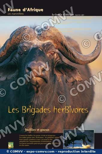 Panneau de l'exposition Faune d'Afrique