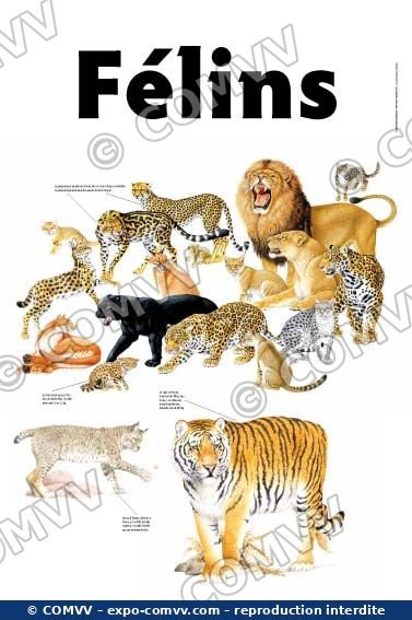 Panneau de l'exposition Félins