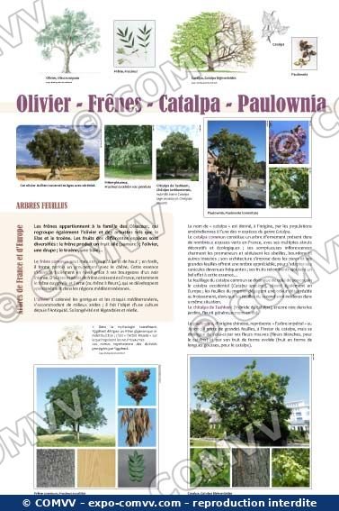 Panneau de l'exposition Arbres feuillus