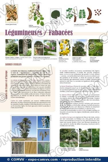 Panneau de l'exposition Arbres feuillus