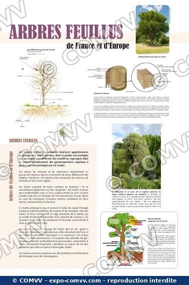 Panneau de l'exposition Arbres feuillus