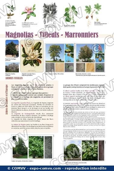 Panneau de l'exposition Arbres feuillus