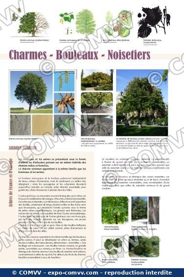 Panneau de l'exposition Arbres feuillus