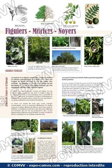 Panneau de l'exposition Arbres feuillus