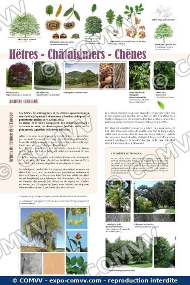 Panneau de l'exposition Arbres feuillus