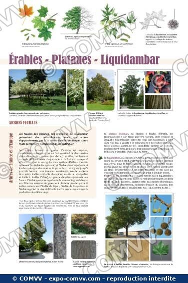 Panneau de l'exposition Arbres feuillus