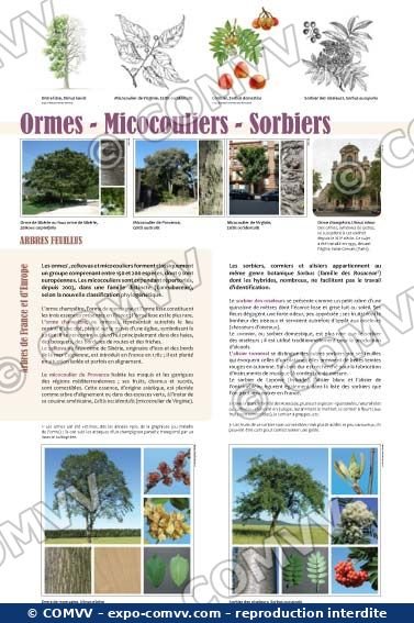 Panneau de l'exposition Arbres feuillus