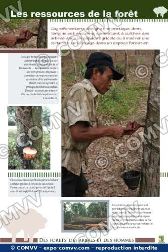 Panneau de l'exposition Des forêts, des arbres, des hommes