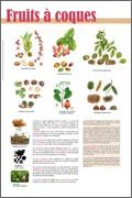Panneau de l'exposition Fruits