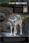 Panneau de l'exposition Le loup