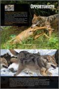 Panneau de l'exposition Le loup