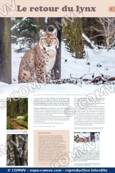 Panneau de l'exposition Lynx