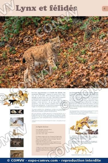 Panneau de l'exposition Lynx